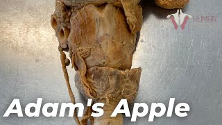 What is the Adam’s Apple? | #shorts