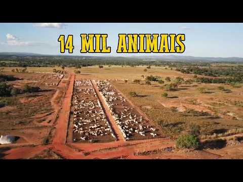 Fazenda à Venda em Mara Rosa Goiás | 510 Alqueires para 14 Mil Animais com Pista de Pouso