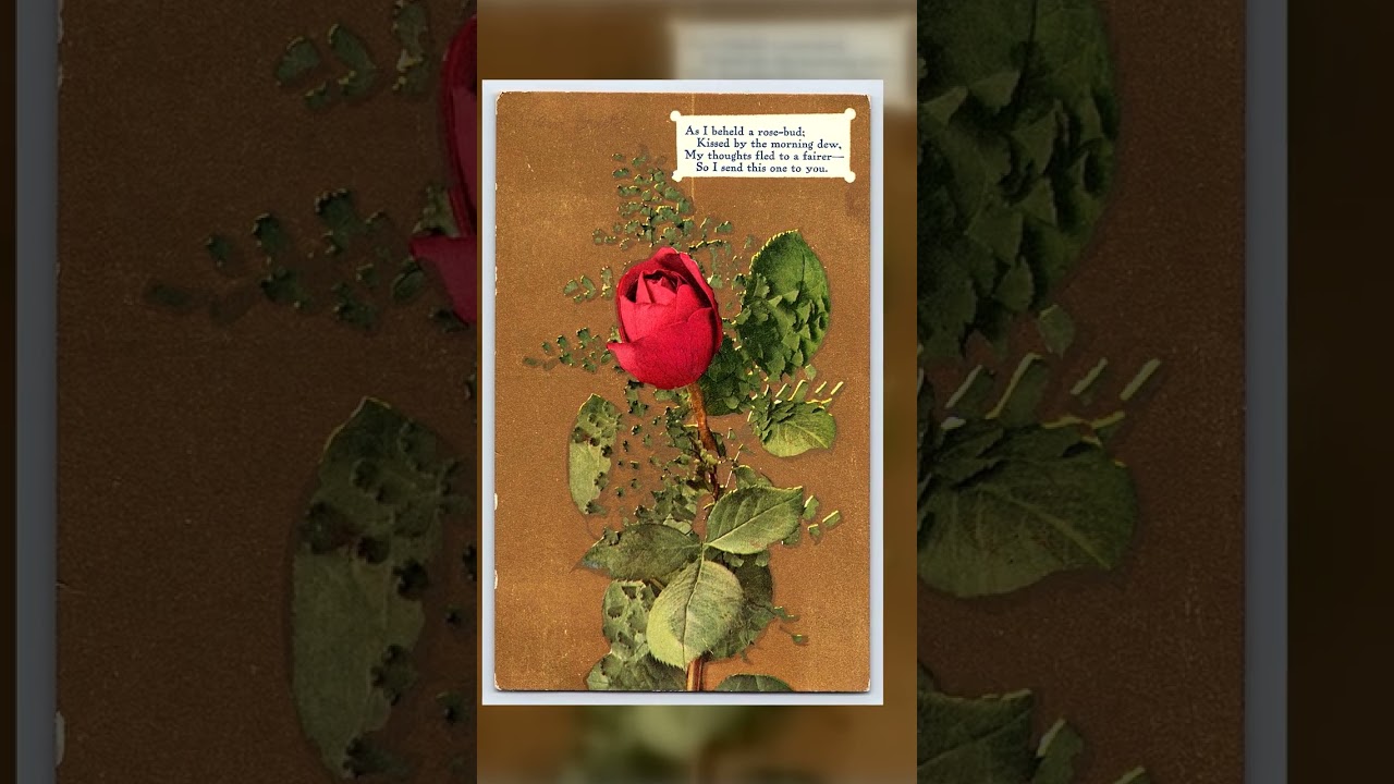 Series No. 68, Divided Back Postcard, Rose Bud, Early 1900s Video