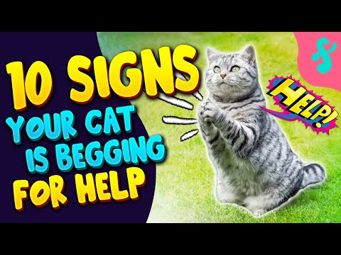 ⚠️🚩Top 10 Warning Signs Your Cat is Begging for Help | Furry Feline Facts