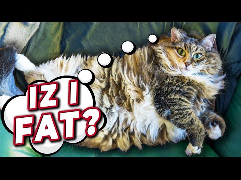 Is My Cat Overweight? | Advice From A Vet