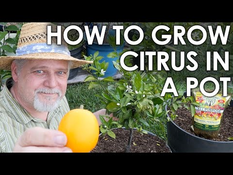 How to Grow CITRUS in Containers, Step by Step || Black Gumbo