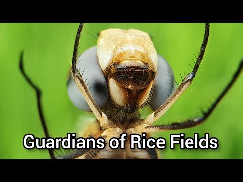 Guardians of Rice Fields| Predators|Dr. Bhupendra Singh Kharayat