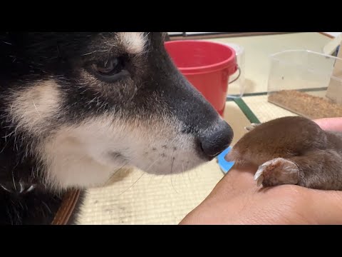 モグラと6年間一緒に暮らしてきた農家。かつては天敵同士だったとは思えないほど、今では仲良しです。