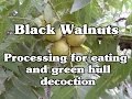 Processing black walnuts for eating and green hull decoction