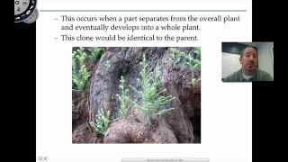 Asexual Reproduction in Plants