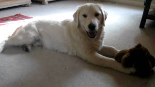 Mattiaci Golden Retriever Mason 9 months