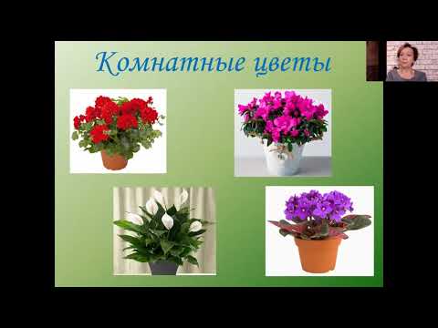 Какие бывают цветы?!