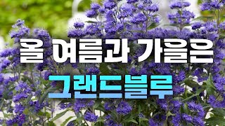 이게 라벤더야 나무야? 압도적인 파란색 꽃을 피우는 층꽃나무 그랜드블루 한국 상륙 소식!! [JB가든센터_대…