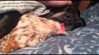 Dog and chicken snuggle