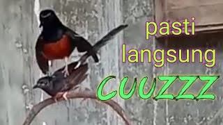 Download lagu 99% Top Cer Untuk Memancing Birahi Murai Jodohan Cepat Kawin|| Terapi Suara Murai Cepat Kawin Part21 mp3