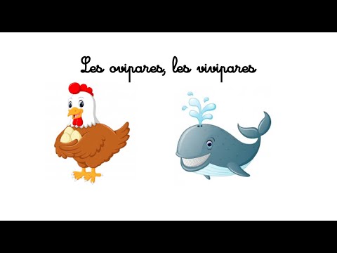 QLM CP: Les ovipares, les vivipares - activité