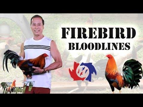 (Sweater, YLH, Kelso, Radio, Lemon, Blacks,White Kelso)