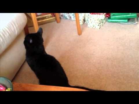 Kristmas Kitten Kapers