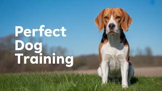 4 SIMPLE Steps to Make Your Stubborn Breed LISTEN (Without Treats)