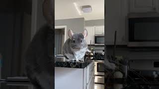 Tread lightly 🐭 🥷 #chinchilla #shorts #linus