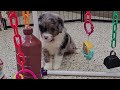 Mini Bernedoodle dogs for sale: Haven - Video 1