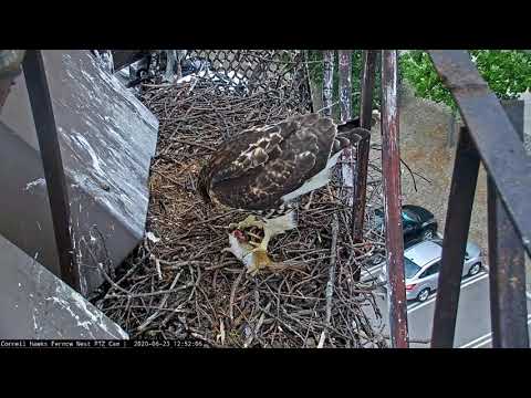 Big Red Drops Off A Chipmunk For Her Fledgling – June 23, 2020