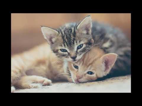 Second Date Update PODCAST: Michael and Veronica | The Cats