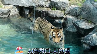 ⛱️수영장 입수하는 선호🐅(25.5.30)