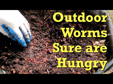 Worms in outdoor bag gobbled up last feeding from 10 days ago - vermicomposting