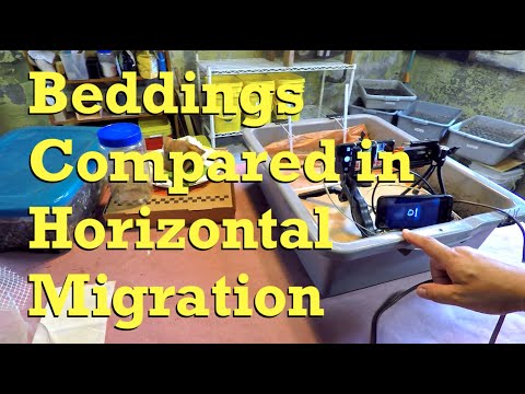 Testing bedding types in ANC worm bin's migration zone - vermicompost