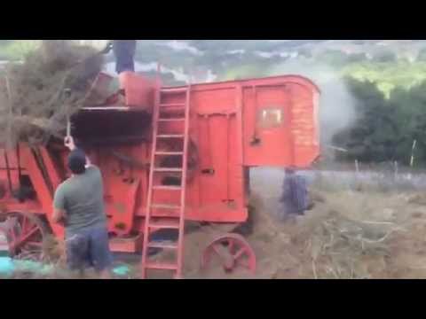 Trebbiatura delle lenticchie Terre del Raio