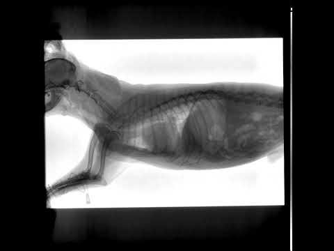 JPI DynaVue+ Fluoroscopy | Diagnostic 1