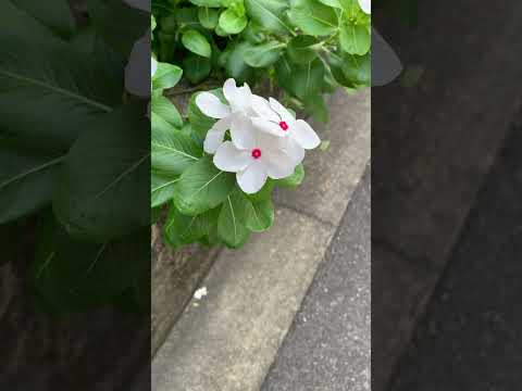 低木バラ 'ポスティリオン' 植物