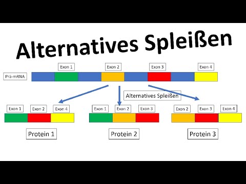 Alternative splicing [gene regulation, eukaryotes] - [Biology, advanced level]