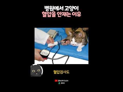 병원에서 고양이 혈압을 안재는 이유? 🤔