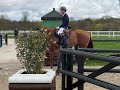 Mare Selle Fran&ccedil;ais For sale 2019 Liver chestnut