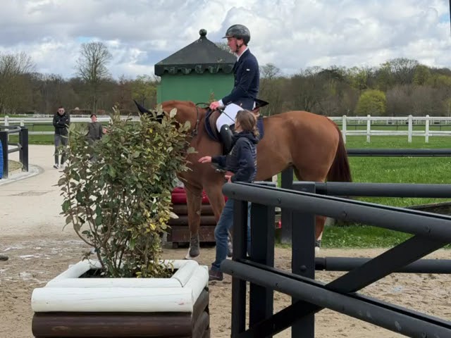 Mare Selle Fran&ccedil;ais For sale 2019 Liver chestnut