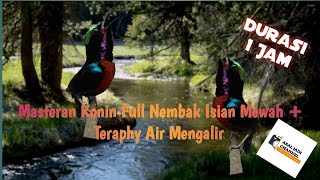 Download lagu Masteran Konin full isian mewah plus teraphy air mengalir mp3 Download lagu Masteran Konin full isian mewah plus teraphy air mengalir mp3