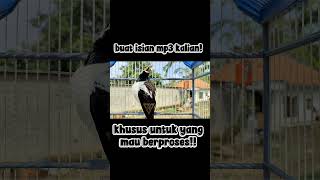 Download lagu jalak suren isian mewah nembak kasar sejalur#fyp #jalaksuren #jalaksurengacor #jalaksurenfullisian mp3 Download lagu jalak suren isian mewah nembak kasar sejalur#fyp #jalaksuren #jalaksurengacor #jalaksurenfullisian mp3