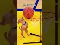 My Dog VS My Friend S Dog Pets Funnydog Foryou Funny Funnypets