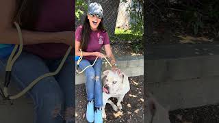 Video preview image #1 American Bulldog Puppy For Sale in Pasadena, CA, USA