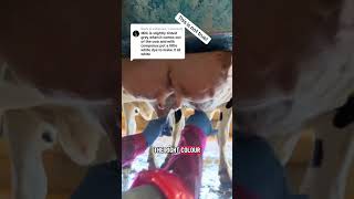 Download lagu milk is naturally white! #dairy #cows #milk #dairydoc #whitemilk mp3 Download lagu milk is naturally white! #dairy #cows #milk #dairydoc #whitemilk mp3