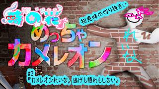 【めっちゃカメレオン】メンツは夜アソ日和なカメレオン　#3【かくれんぼ】