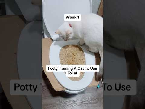 Potty Training A Cat To Use Toilet 🚽 🐱 #meow #catlover #pet #funny #cute