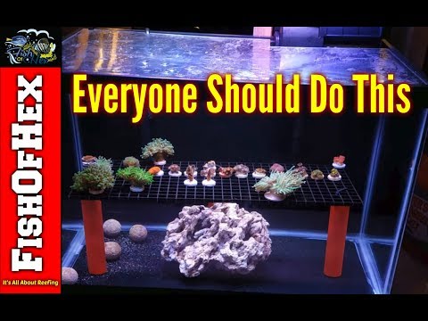 How To Setup A Coral Quarantine Tank | It Saved My 300 Gallon Reef