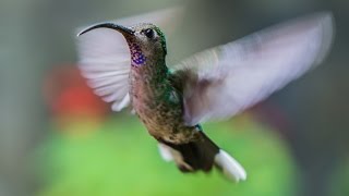 preview picture of video 'Trekking & Birdwatching at Chavarrillo, Veracruz, by trucha 1.618'