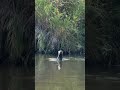 Video Thumbnail for Spruce River Paddle #SaskLakes #ExploreSask #AnglinLake #BlueHeronProvincialPark