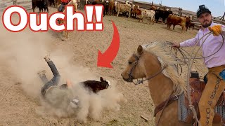 Download lagu Branding Gone Wrong, Calf Goes Missing! mp3 Download lagu Branding Gone Wrong, Calf Goes Missing! mp3