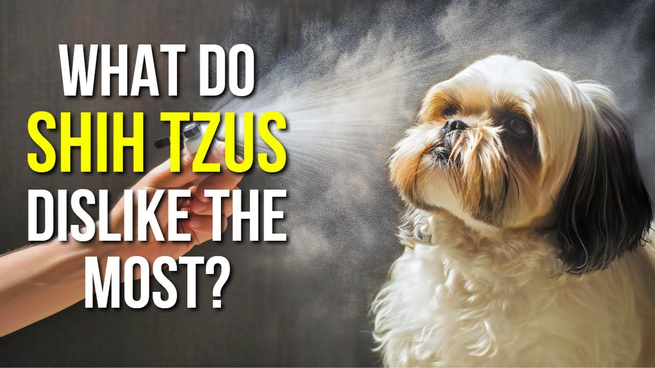 10 Things Shih Tzus HATE (Are You Doing #4?)