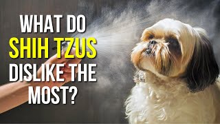 10 Things Shih Tzus Dislike: Noises, Habits & How to Keep Them Comfortable