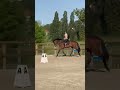 Impact Dream hongre pur-sang 5 ans
