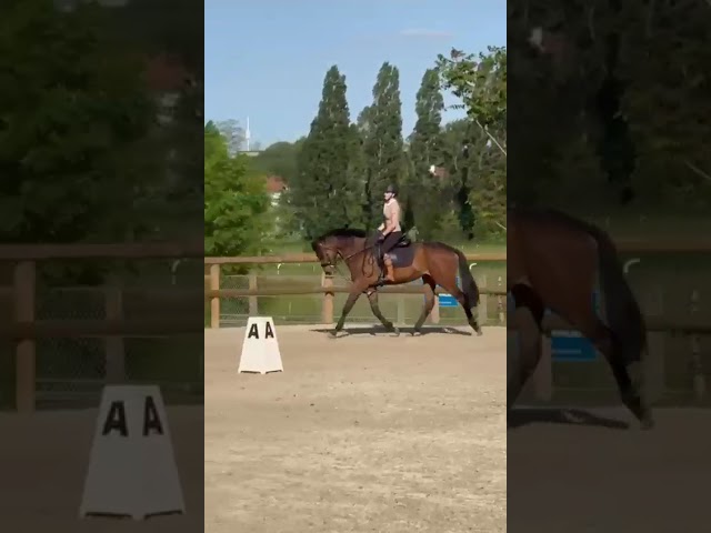 Impact Dream hongre pur-sang 5 ans