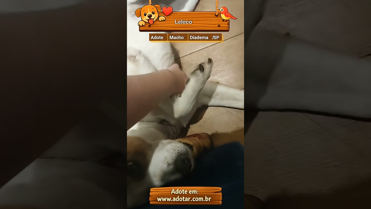 Cachorro raça SRD-ViraLata idade 6 ou mais anos nome Leleco