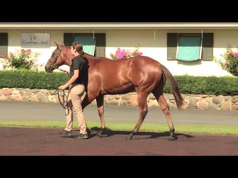 Lot 3: Makfi (GB) – Elegant Achiever (AUS), Colt